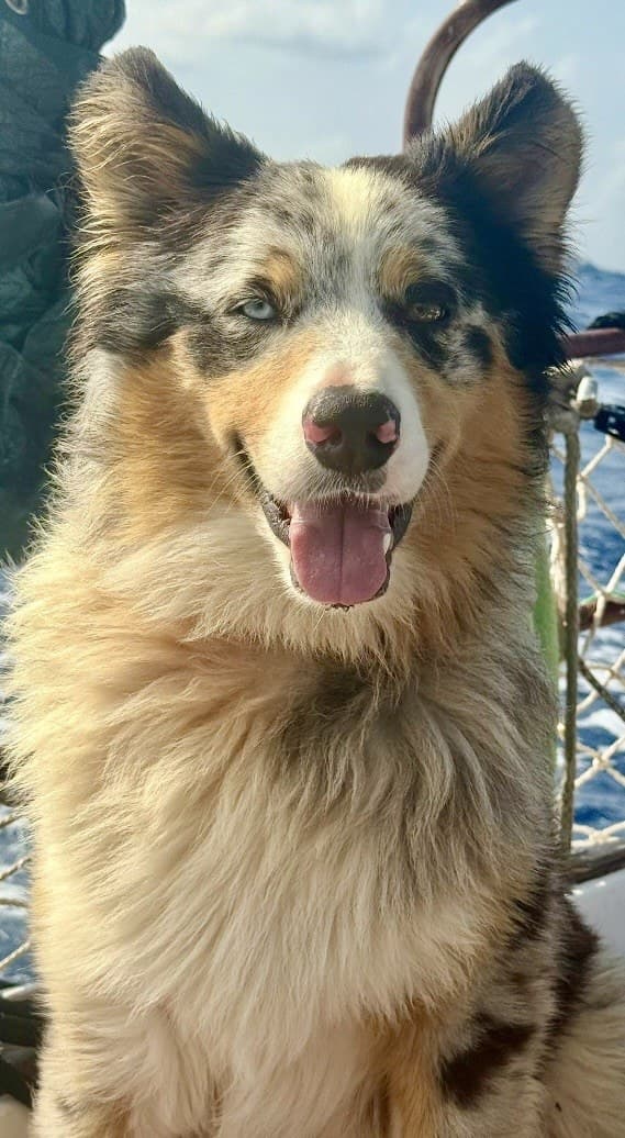 Casper smiling on a sailboat in daylight during an ocean sailing adventure