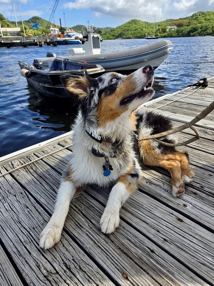 Casper the sailing dog lying on a dock beside boats in a harbor