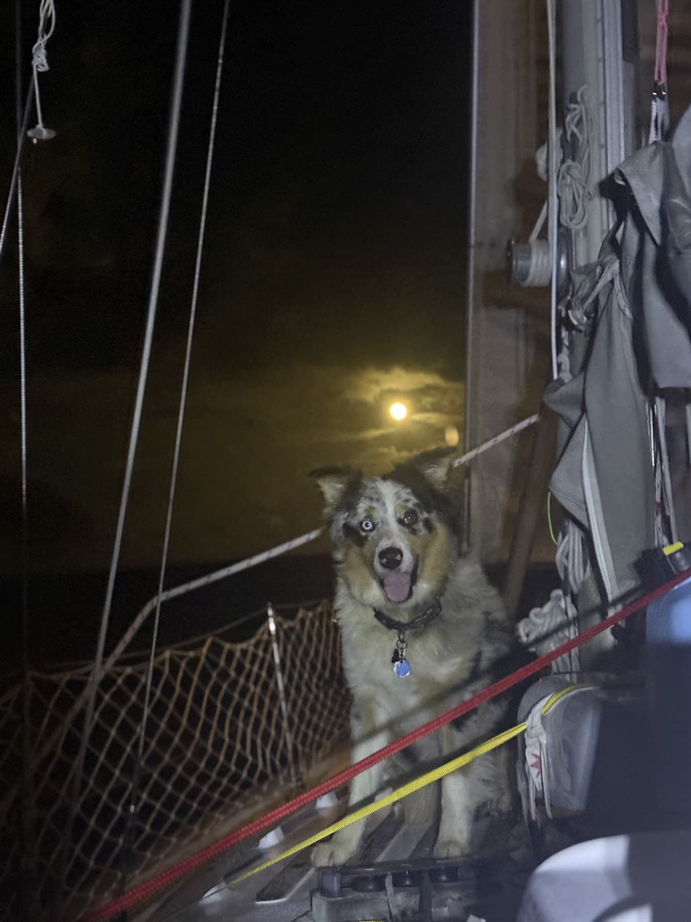 Casper on deck under moonlight during Kimmer and Casper's ocean sailing adventure